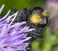 Hoverfly(Bumblebee mimic)